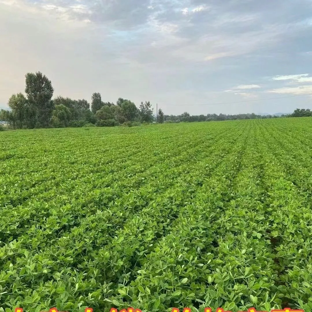 产地现挖 2025现挖鲜花生湿花生带泥带壳嫩花生花生带壳新鲜 鲜花生5.8-6斤