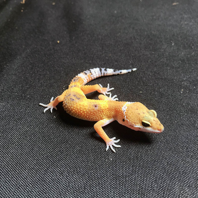 yimo)豹纹守宫活体守宫活物宠物幼体成体入门级爬宠豹 阳光(小亚成)