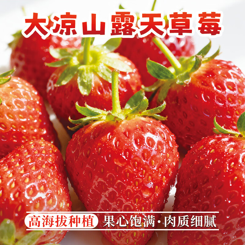 ɽ ²ݮ ¶ֲ ʲݮ 3װ й 2.5