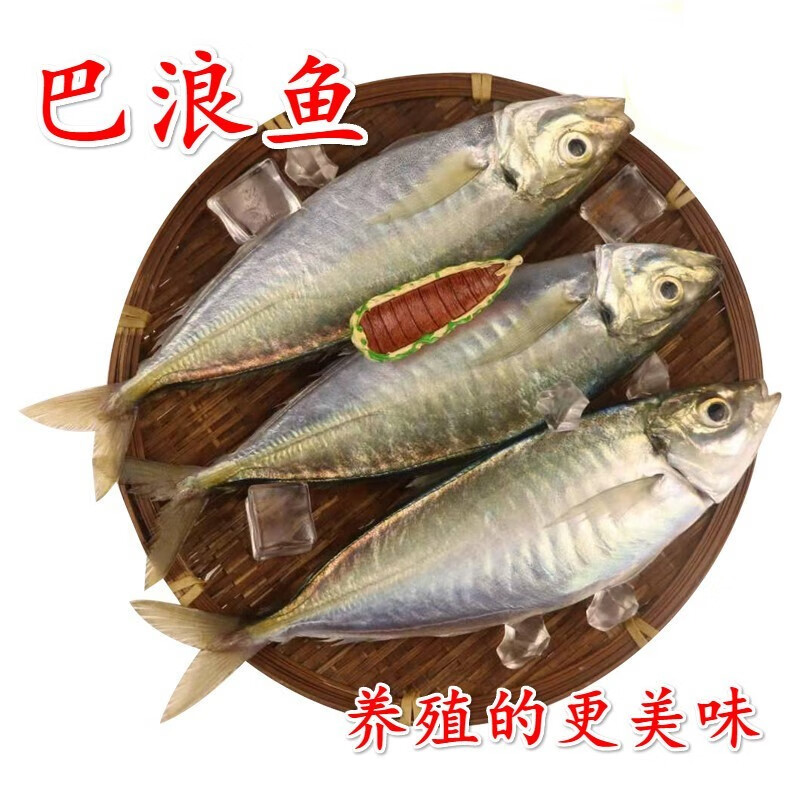 愚港 巴浪鱼(养殖)冰鲜竹荚鱼肉质肥美 鲜冻发货东山岛鱼类dd水产海鲜