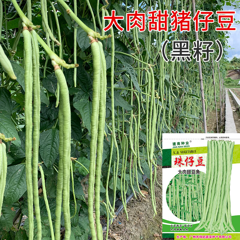 豆角子种丰产四季豆长豇豆种春秋蔬菜种孑种子 猪仔豆原装20克(黑籽)