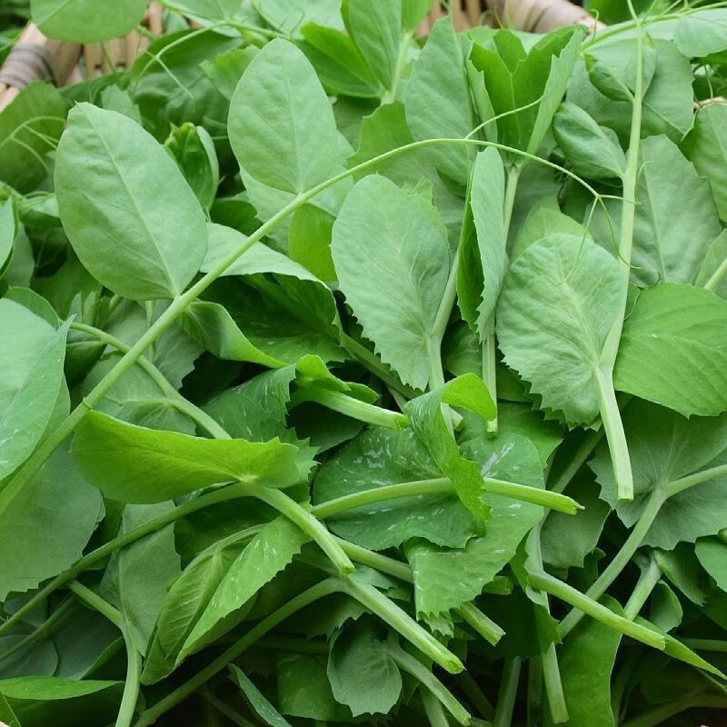 新鲜豌豆尖贵州露天高山豌豆尖龙须菜豌豆颠露天豌豆苗火锅配菜 豌豆尖叶（净重）：2斤
