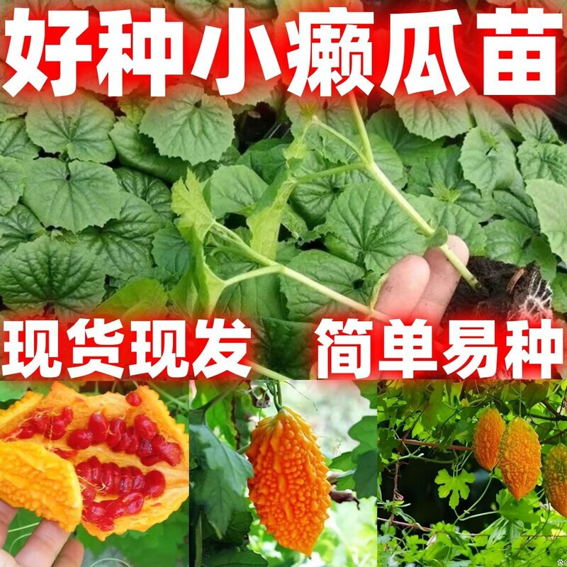 小癞瓜苗简单易种苗赖葡萄苗水果金铃子苗金癞瓜秧苗种幼秧苗 小癞瓜