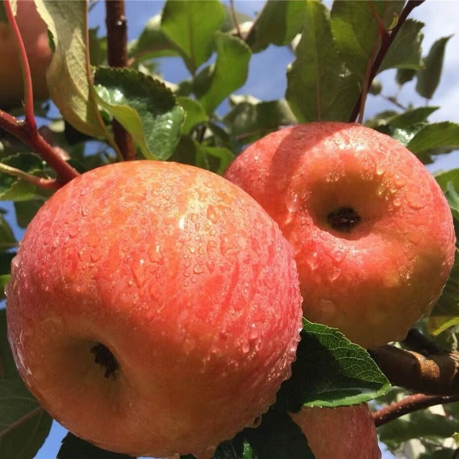 阿克苏苹果冰糖心新疆水果脆甜多汁红旗坡六队直发当季水果礼盒 冰糖心巨无霸果皇【100mm+9枚礼盒装】限量甄选 | 顺丰