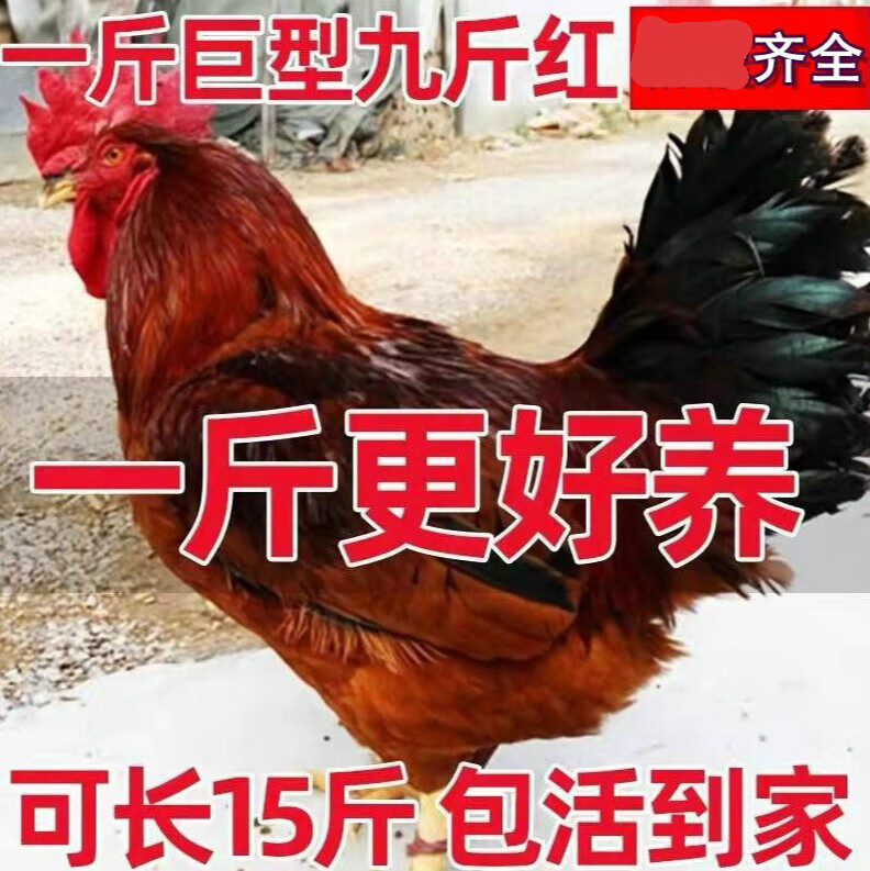 一斤正宗九斤红鸡活苗半大鸡笨鸡大种鸡公鸡九斤黄鸡活体包活到家