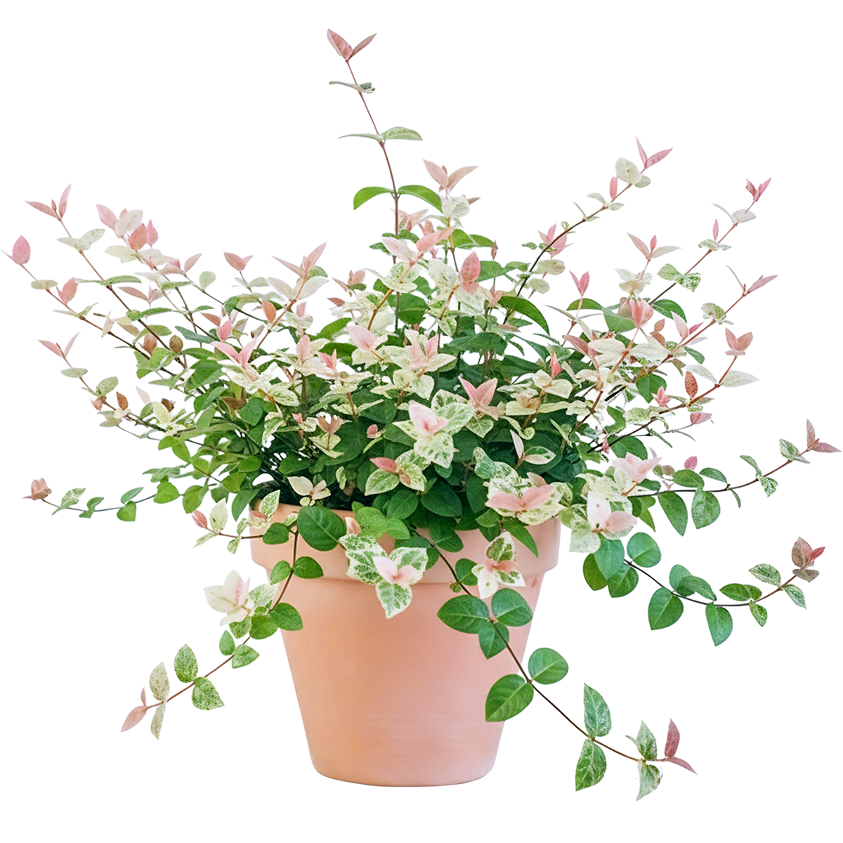 ���ٵĻ�԰ ��Ҷ��ʯ 14cm ���� �ļ����̹�Ҷ������ֲ9.9Ԫ