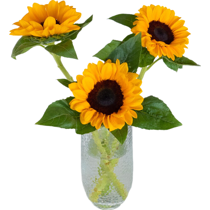 ��Ʒ�������տ��ʻ� 3֦ 4.9Ԫ(����ȯ)