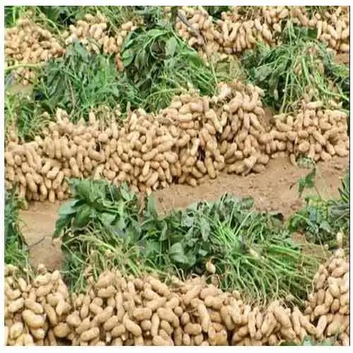 产地现挖 2025现挖鲜花生湿花生带泥带壳嫩花生花生带壳新鲜 鲜花生5.8-6斤