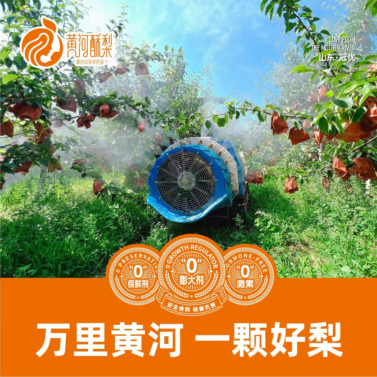 黄河酥梨 官方正品 尝鲜两粒装生鲜水果 农产品 特产 2粒(单果1斤~1.2斤)