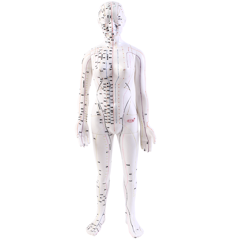 子彧（ZIYU）子彧人體模型針灸模型中醫(yī)經(jīng)絡(luò)圖針灸穴位人體模型男模 48cm白色女模