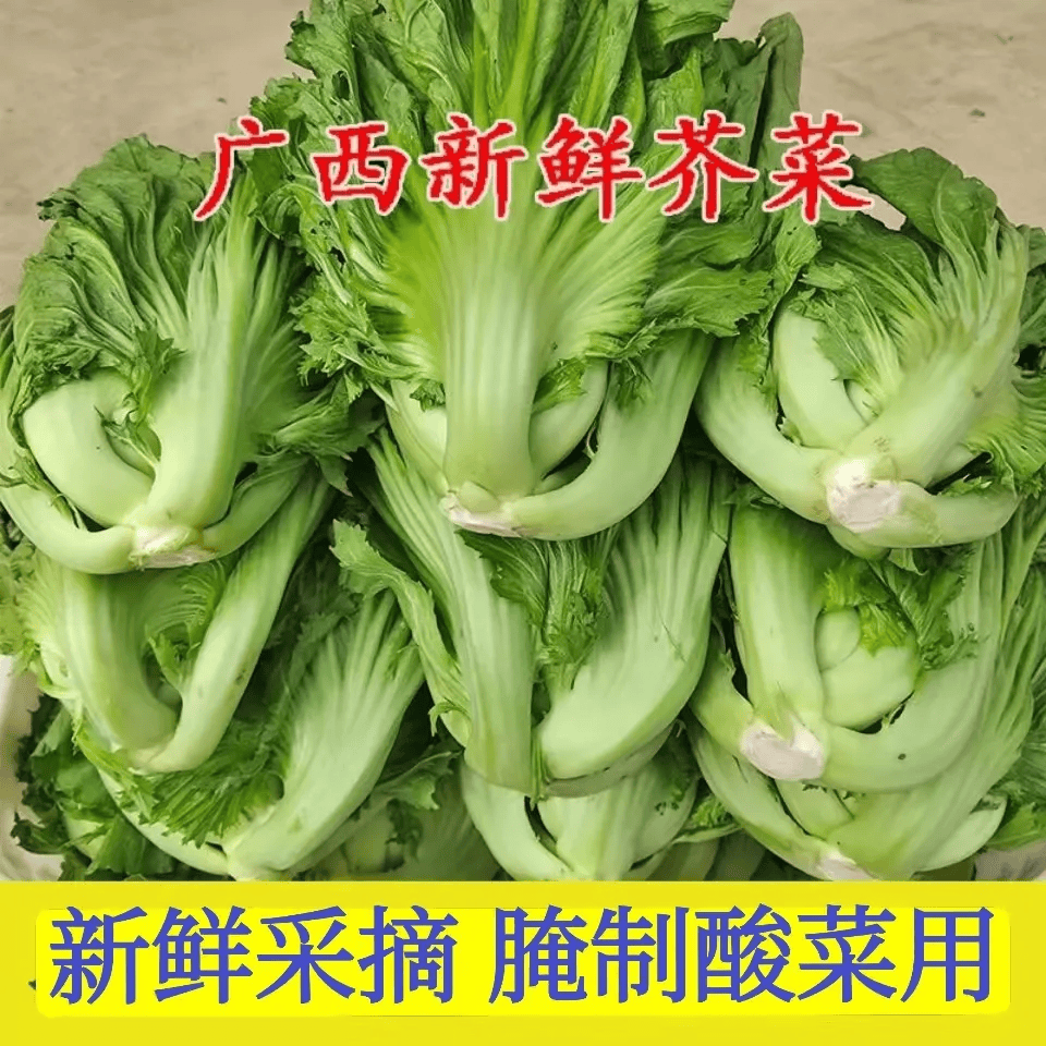 农家新鲜芥菜广西包心酸菜盖菜大叶当季青菜卷心苦菜腌菜蔬菜泡菜