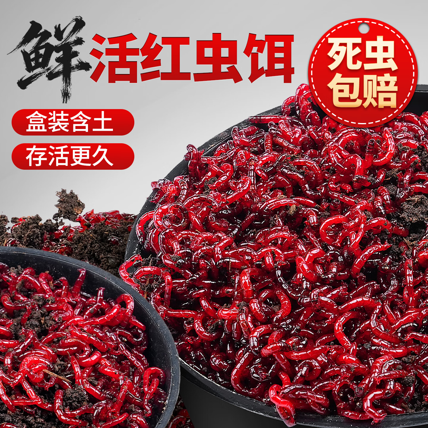 杰米仕(JMISI)紅蟲活餌釣魚餌特大公蟲活體秋冬野釣鯽魚餌料喂魚魚食 【2盒】鮮活公紅蟲特大蟲【蟲凈重50克/盒】帶土發(fā)貨