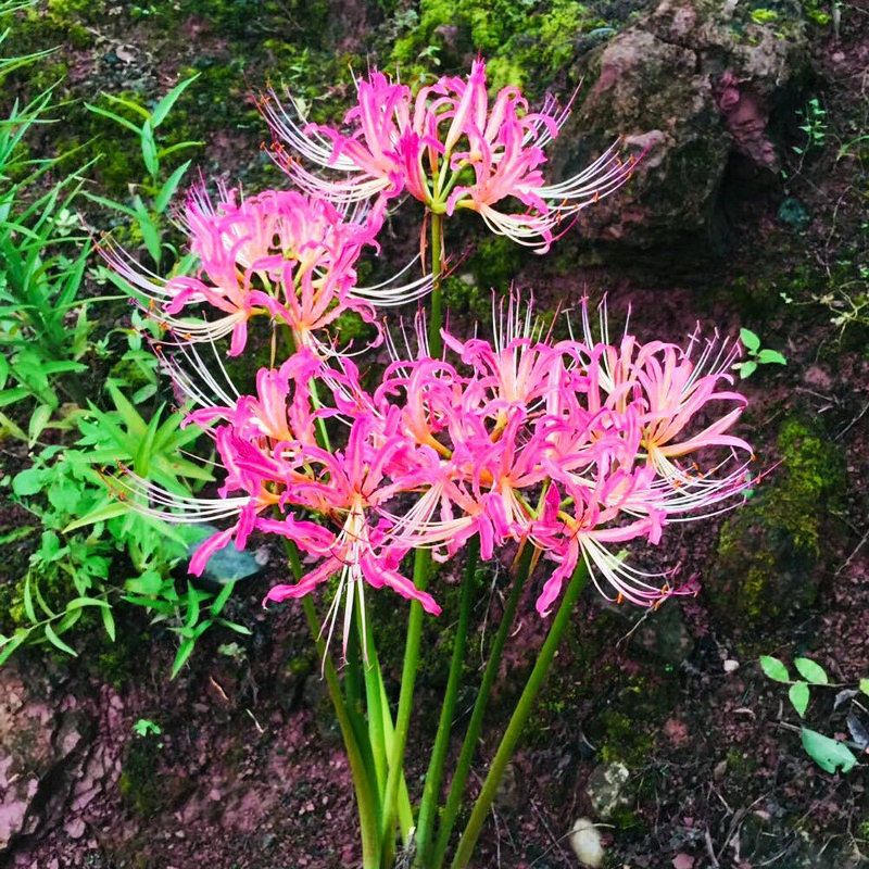 球根 相关京东优惠商品排行榜 71 价格图片品牌优惠券 虎窝购