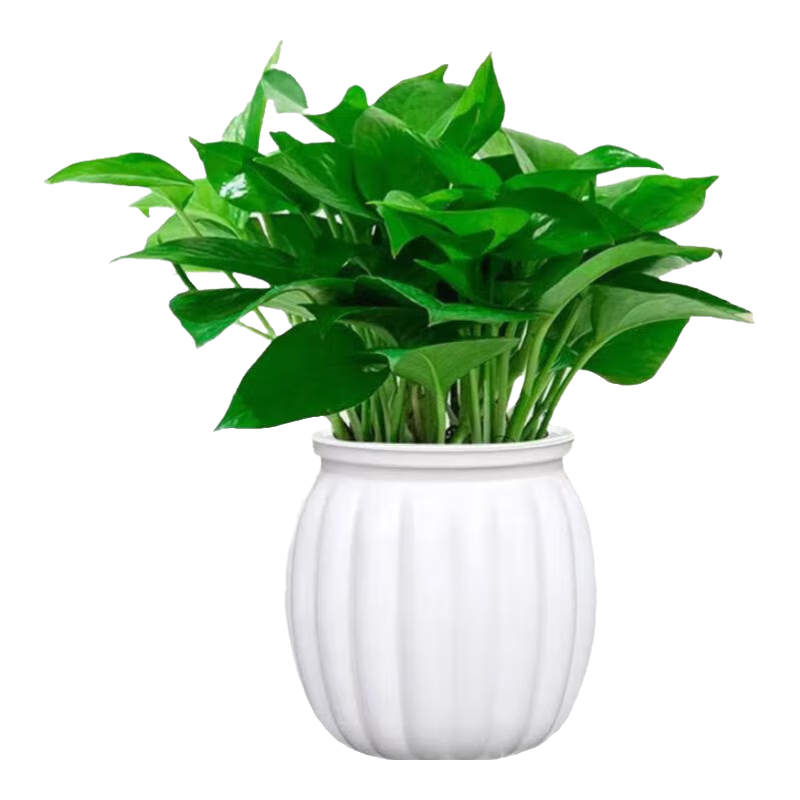 特价绿萝盆栽室内客厅办公室吸甲醛净化空气水培植物绿植花卉好养 【1盆】绿萝+白色南瓜盆自吸水 整体含盆高度20-25cm