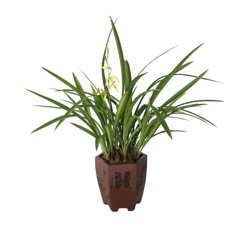 高宅兰花建兰四季兰花季带花苞小桃红紫金龙梅翠玉牡丹锦旗 【不带