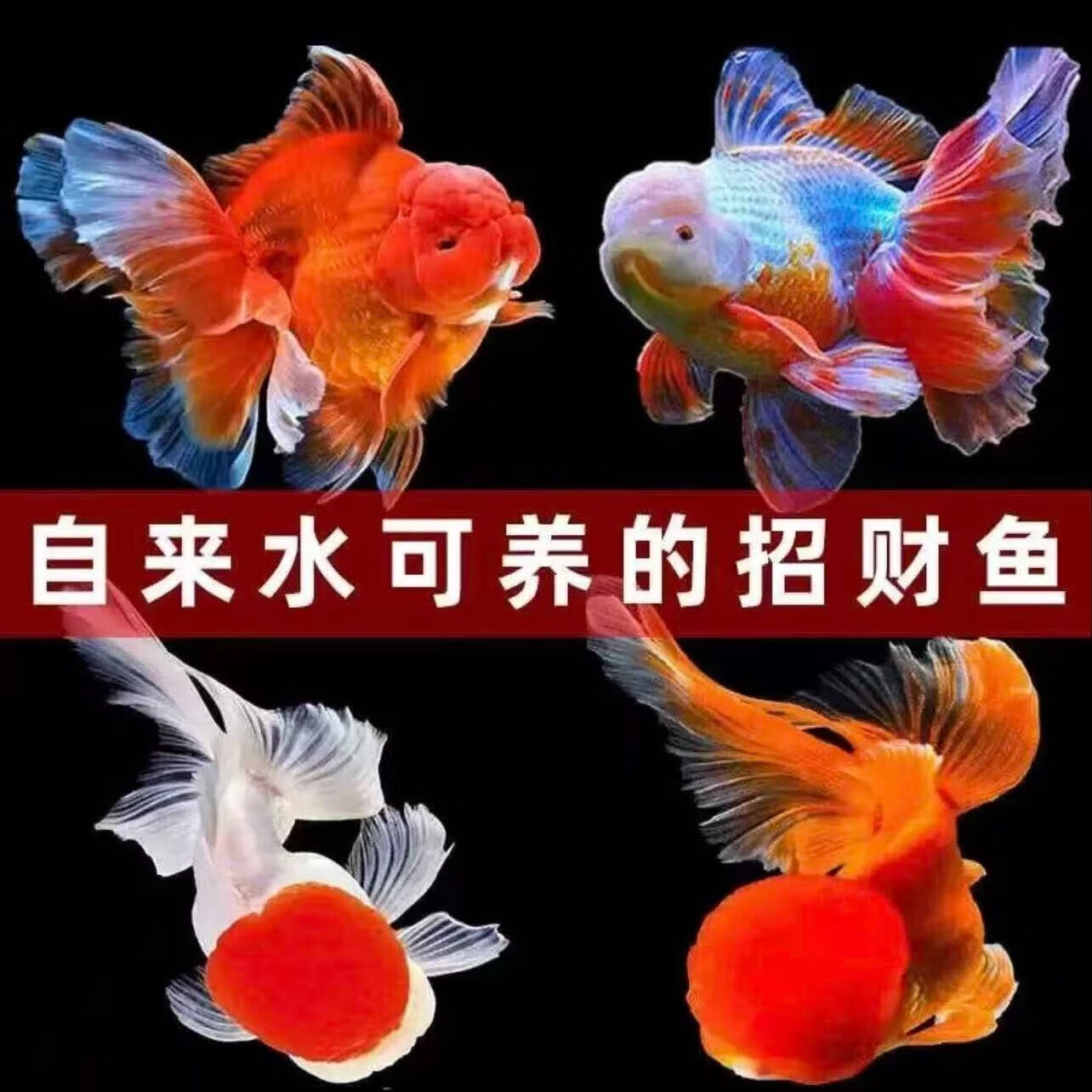 宠小侠精品金鱼观赏鱼鸿运当头金鱼活体鱼缸小鱼冷水鱼招财鱼兰寿丹顶红 混搭金鱼3条4-6cm