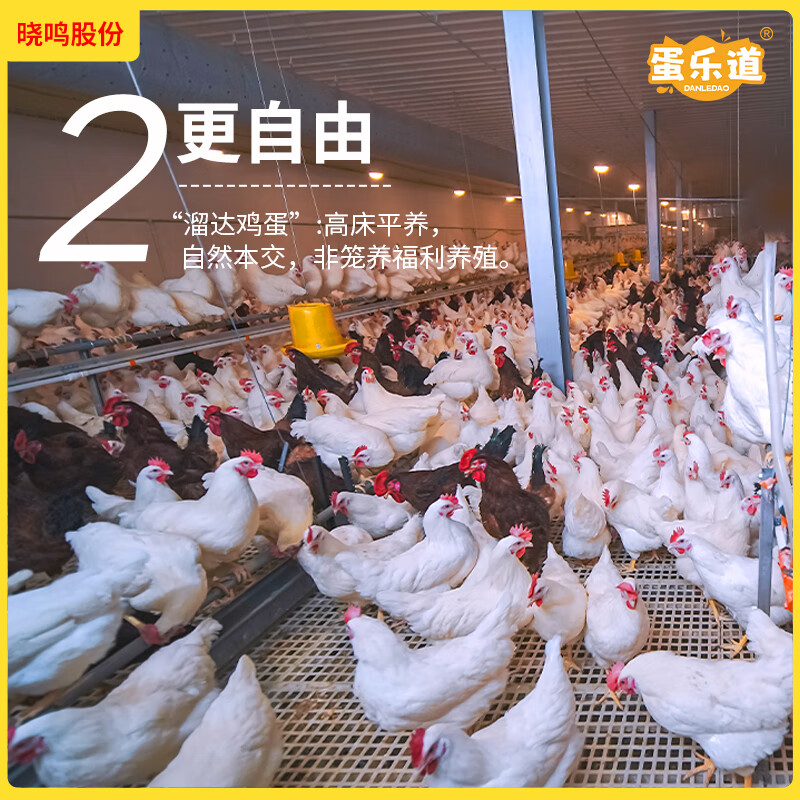 溜达大个鲜鸡蛋红壳谷物喂养非笼养70g盒装6枚原生鸡蛋产地直发 【6枚装】70g/枚大个鸡蛋