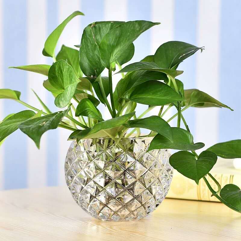 弗莱文茨创意绿萝水培植物透明玻璃花瓶家用客厅装饰品水养插花器皿摆件 菱形 大号
