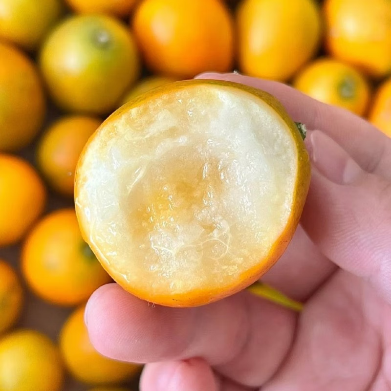 禾境风物 脆蜜金柑一级果3斤家庭装 单果28-34g 顺丰包邮 日进斗金5A礼盒 25枚装