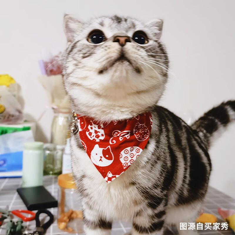 puppytie貓咪口水巾鈴鐺項(xiàng)圈可愛頸圈裝飾 紅 XS-超小型