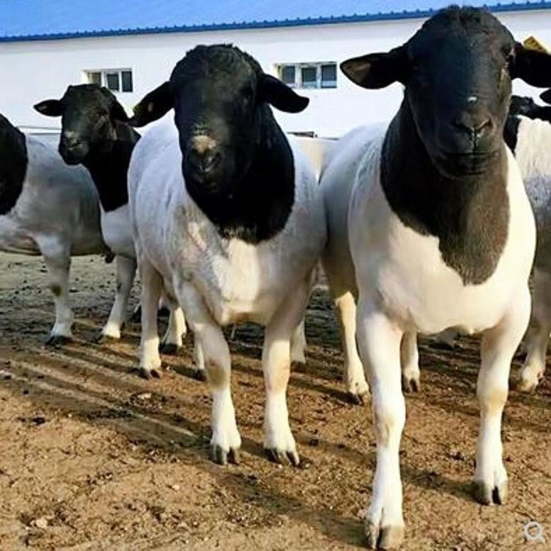 纯种黑头杜泊羊羔波尔山羊活羊黑山羊怀孕配种母羊公羊养殖技术 纯种