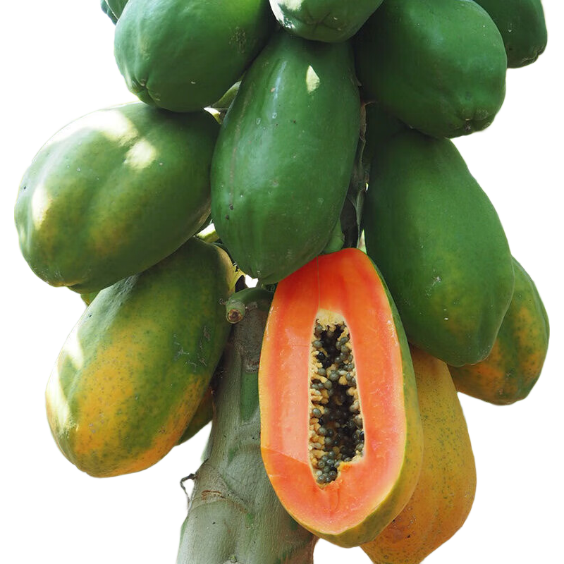 ��ϲ�� ����ľ�Ϻ���ţ��ľ�� ������ ����ˮ�������и� ����2�� ����300g+ 6.92Ԫ