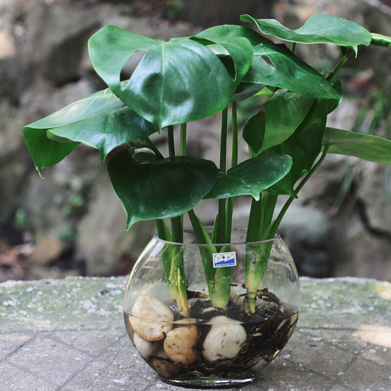 水培植物水养龟背竹室内客厅好养的办公室绿植盆栽 龟背竹水培 带盆栽好