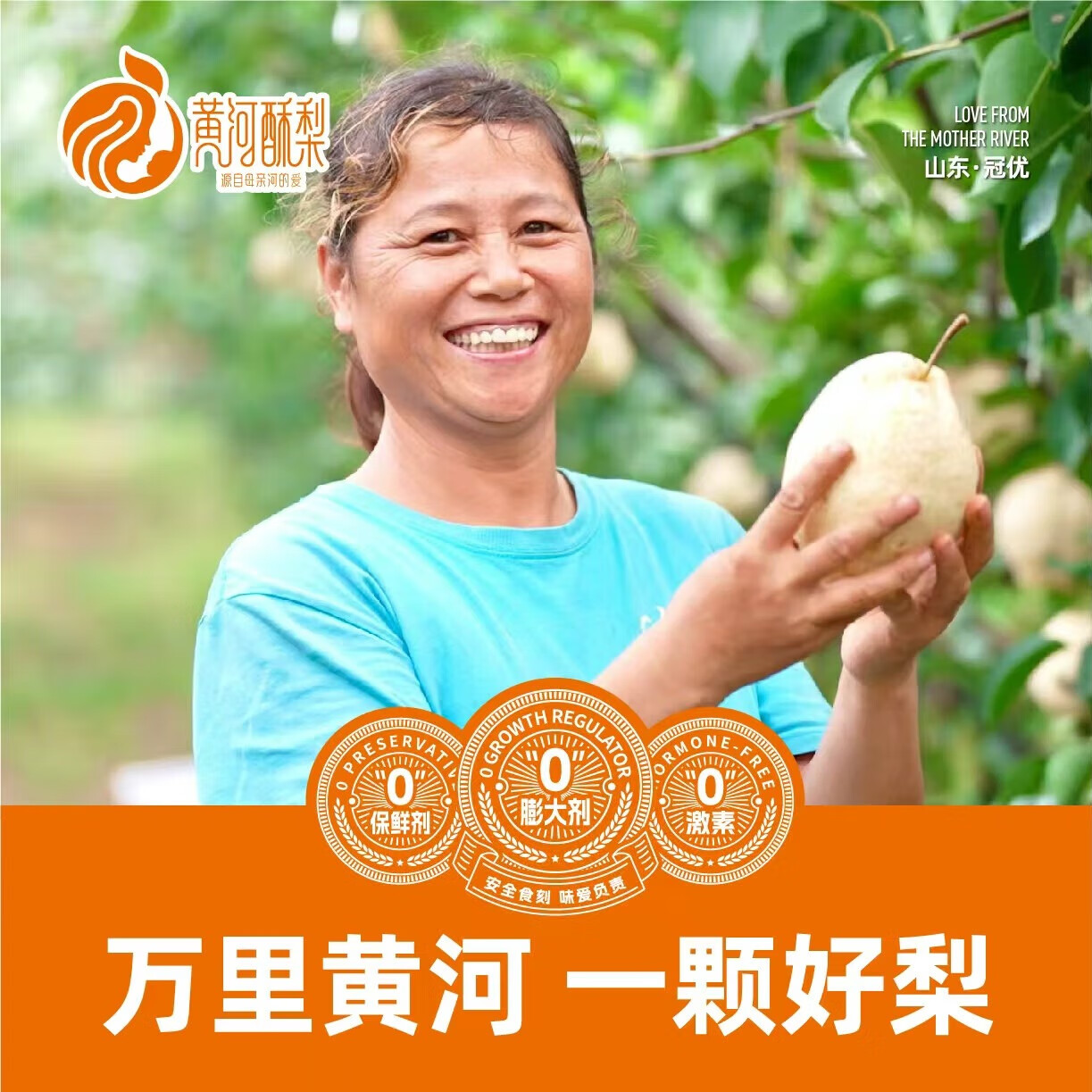 黄河酥梨 官方正品 尝鲜两粒装生鲜水果 农产品 特产 2粒(单果1斤~1.2斤)