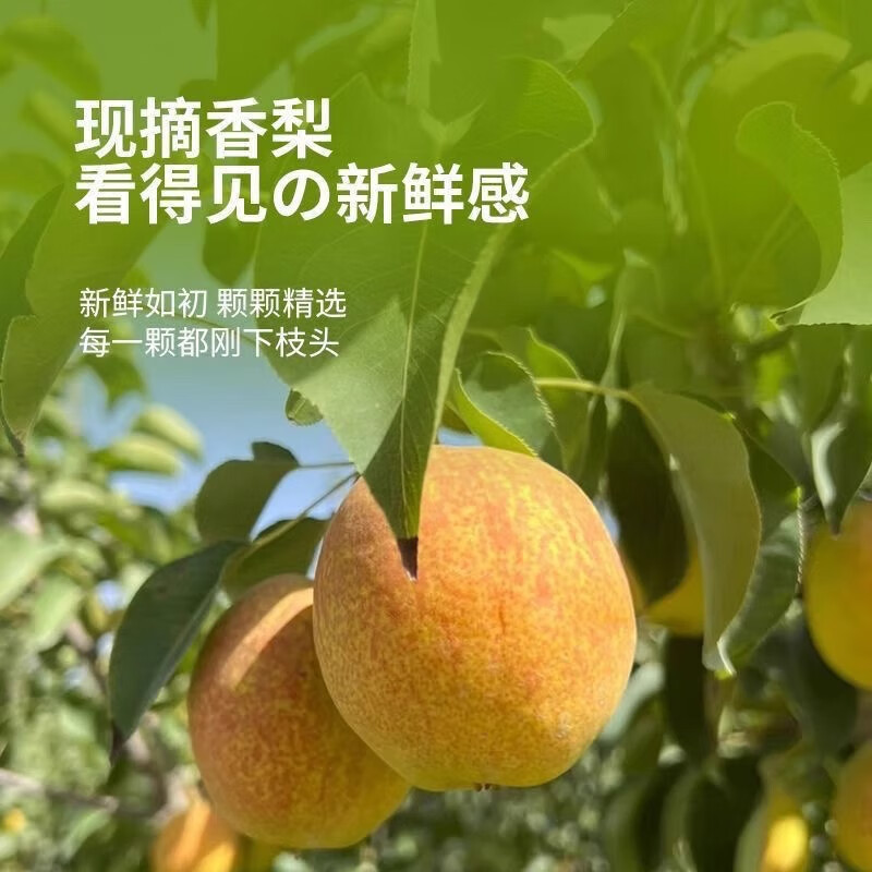绿熊庄园新疆直采库尔勒香梨脆甜小香梨皮薄脆甜多汁应季孕妇水果当季时令 二级果24枚 单果70-100g