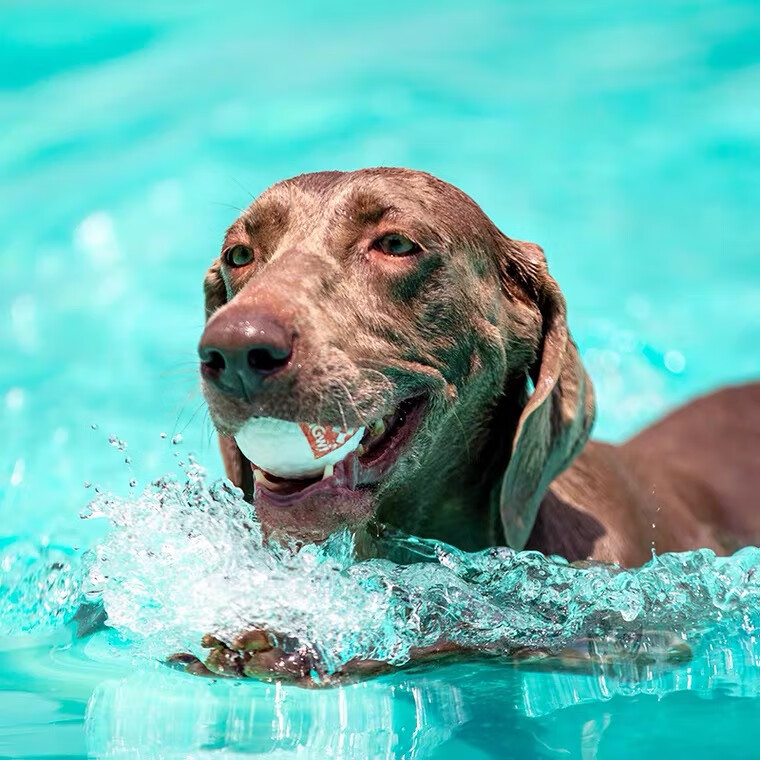 GiGwi贵为爆爆球狗狗玩具球高弹力轻巧耐咬中大型犬柯基边牧金毛 小号