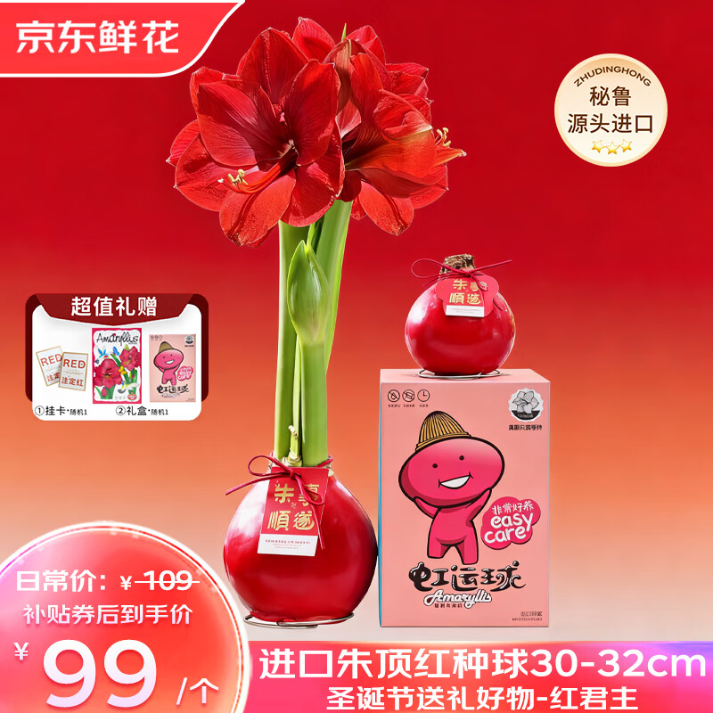 京东鲜花进口朱顶红礼盒版-红君主30-32cm蜡球圣诞节日礼物花卉源头直发