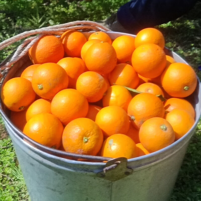 麻阳冰糖橙湖南特产当季新鲜橙子鲜甜多汁现摘小甜橙子脐橙水果 净重8.3-8.5斤大果【单果60-65mm】