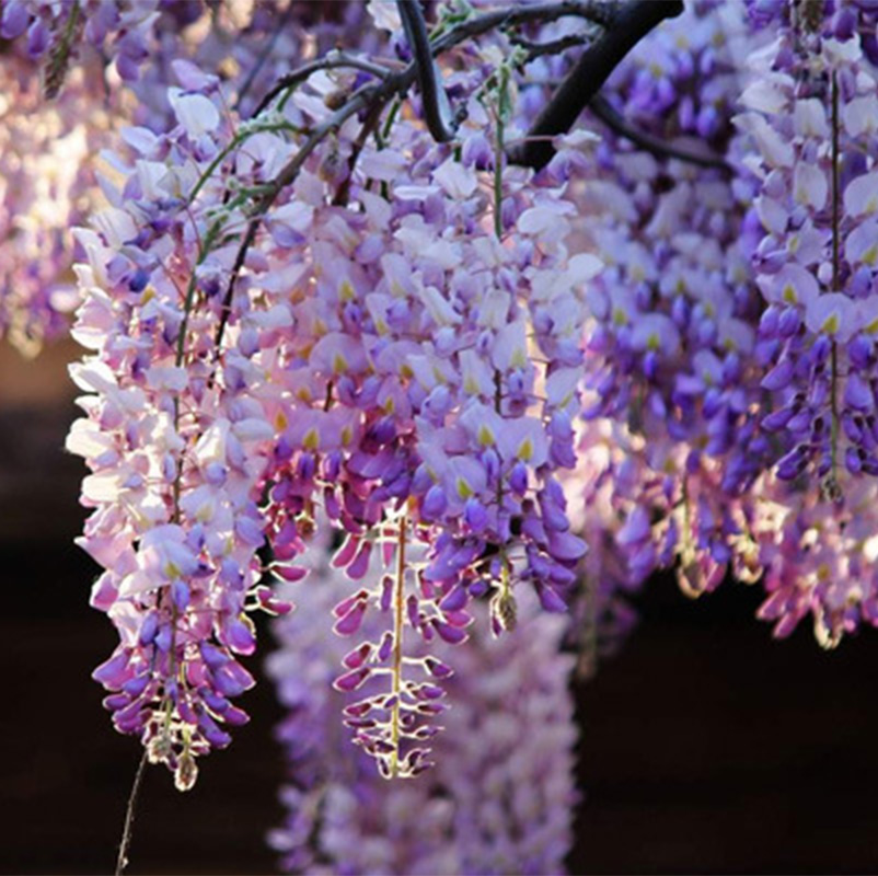 上客来藤花树苗藤爬墙植物老桩庭院爬藤植物攀爬花卉 重瓣紫藤 不含盆