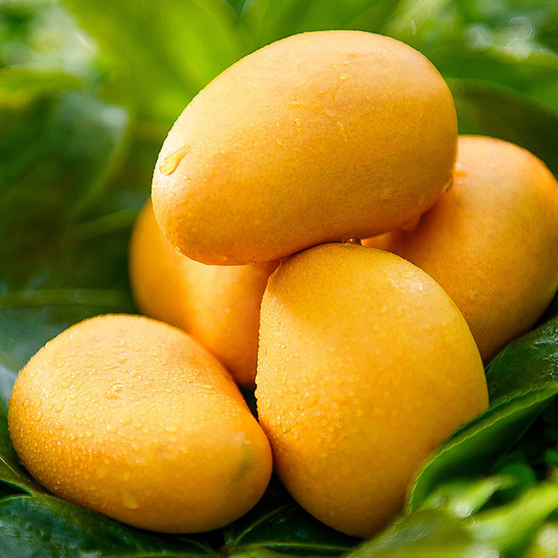海南小台农芒果 2.5kg装 单果50g以上 新鲜水果 热带应季水果 小台农2.5kg装