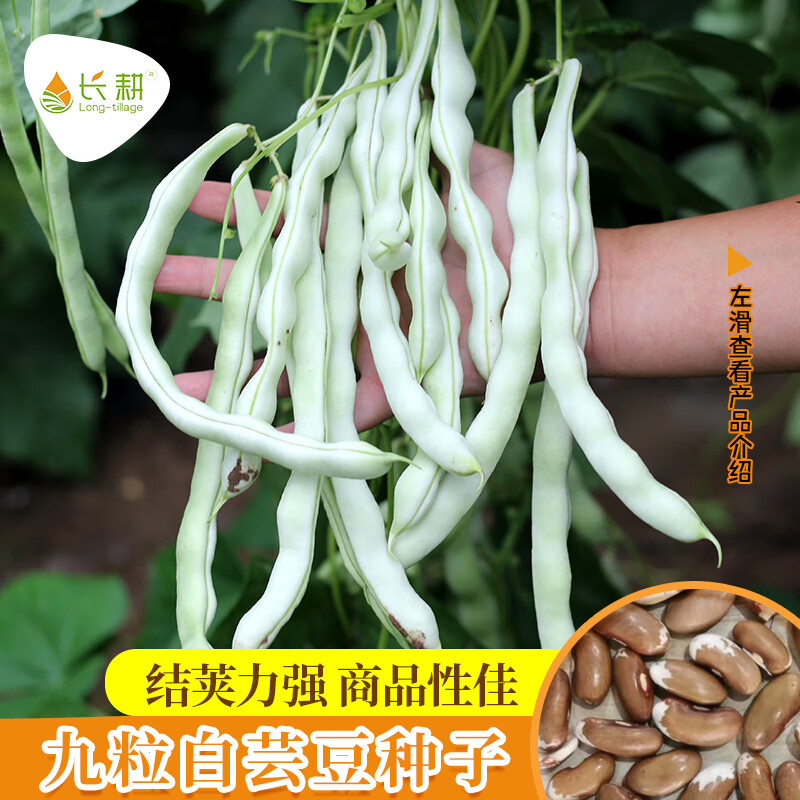 长耕白不老豆角种子特级九粒白芸豆种籽四季豆阳台蔬菜老来少豆角种孑