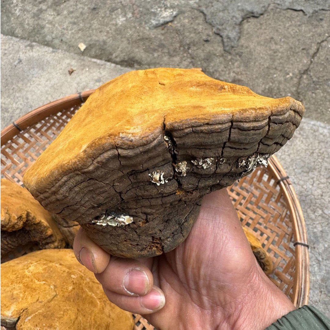 无疆妙品西藏桑黄菌菇20年野桑黄菌老桑黄阿林滋补汤料店 西藏桑黄菌