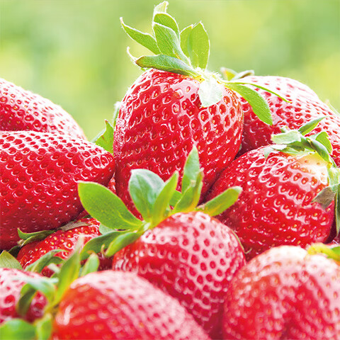 大凉山露天甜草莓新鲜草莓鲜果现摘现发露天种植更健康德昌冬草莓 2斤装草莓中果：净重1.5斤（单果13g+）