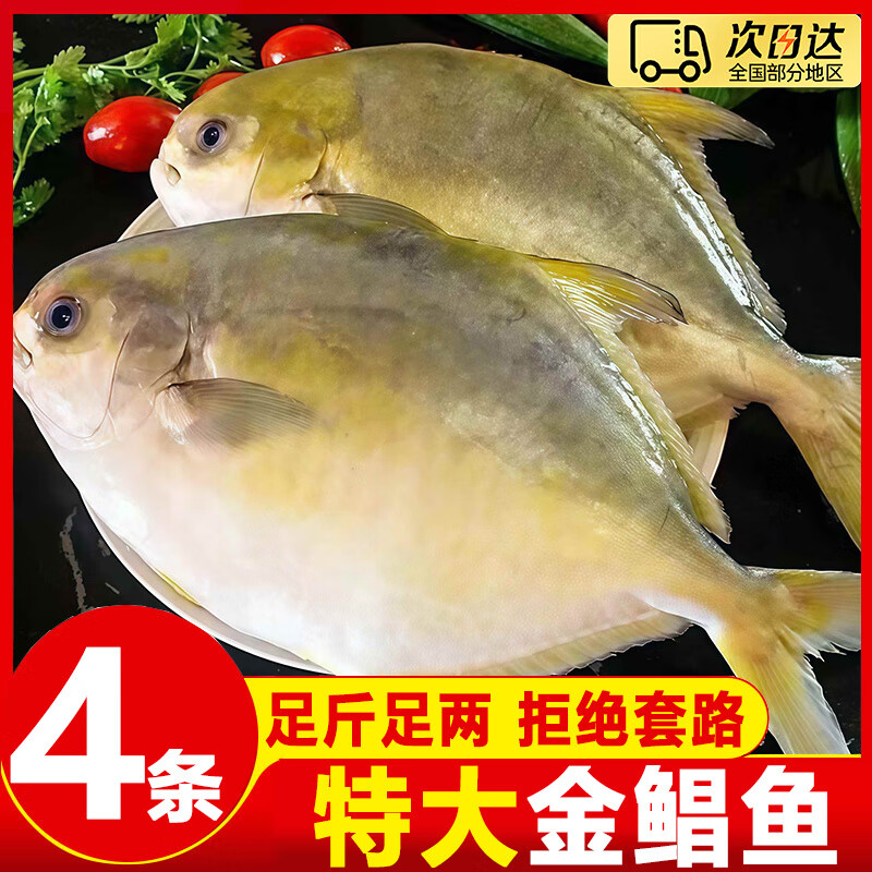 胖东来同款金鲳鱼新货超大金昌鱼鲜活新鲜冷冻平鳊鲳鱼镜鱼湛代购 600