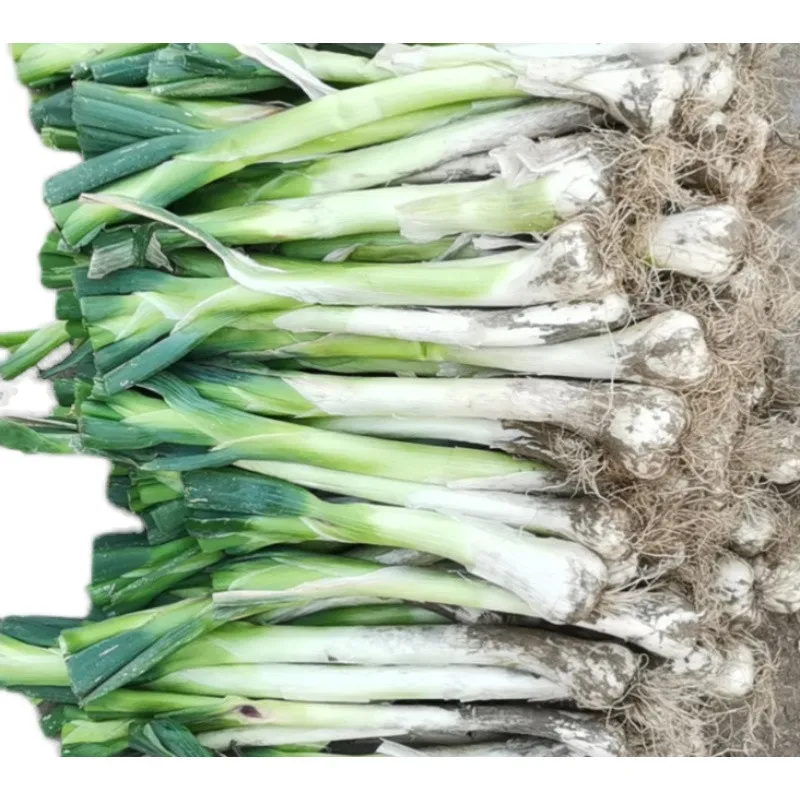 鸡腿葱新鲜大葱河北特产农家自种大头葱甜葱生吃蘸酱葱花饼好吃 5斤【这个季节有黄叶】