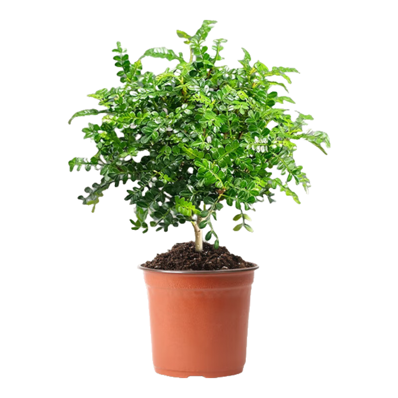 ����һ���������������ľ������ֲ�ﻨ����̨�������ò�������׮�����Ե��� 3������ľ��ԭ����+�ͷ��� 2.41Ԫ