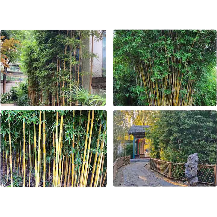 ����������ͥԺС���籱������ֲ���̻�����ͥԺ������ �ļ�����1.5cm��5�� 24.9Ԫ