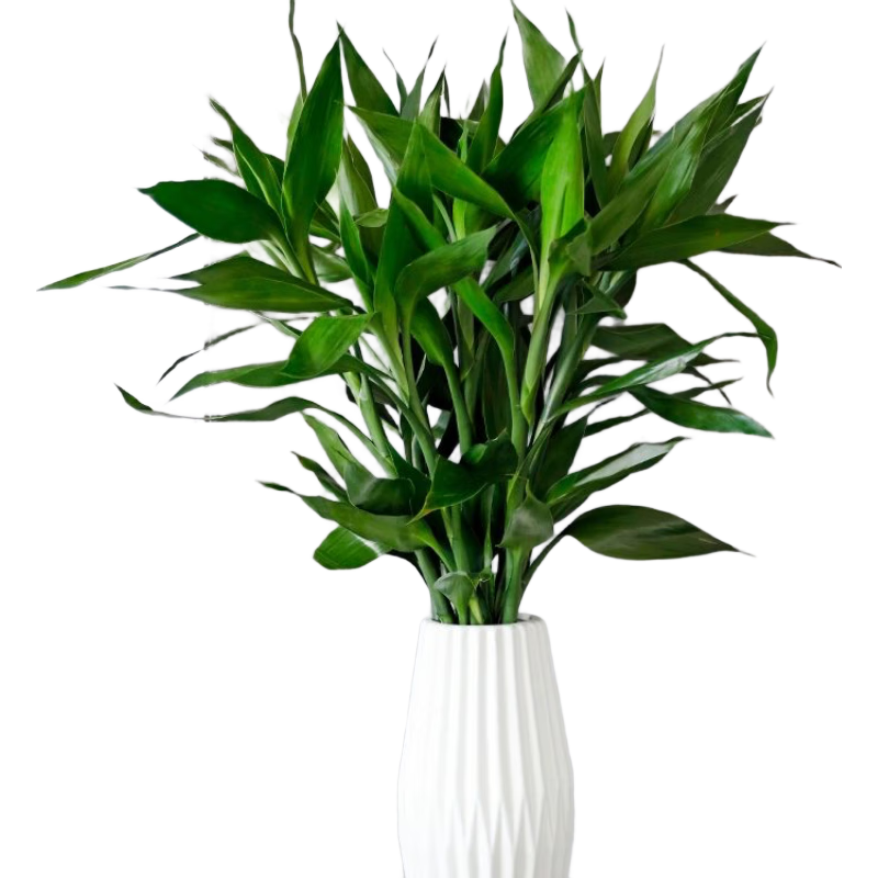 ˮ��������10֧ 60-70cm �칫�Ҽ�ͥ�ڼ� ����ֱ�� 7.9Ԫ(����ȯ)