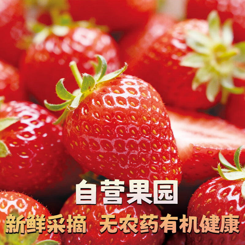 大凉山露天甜草莓新鲜草莓鲜果现摘现发露天种植更健康德昌冬草莓 2斤装草莓中果：净重1.5斤（单果13g+）