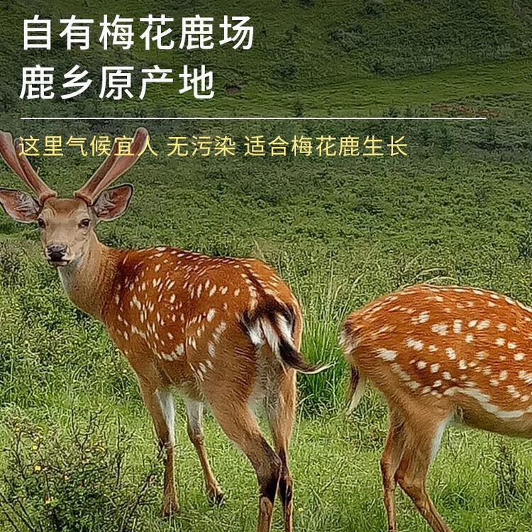 正宗双阳梅花鹿角帽鹿托盘粉鹿乡发货鹿场直发鹿角帽纯粉原料 正 恢复装 250g*1瓶