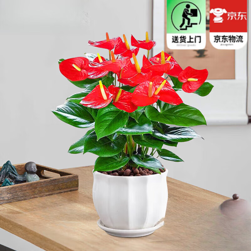 歐芽  盆栽帶花大葉大花鴻運當頭易活四季開(kāi)花卉綠植物室內客廳 大盆紅掌(寬紋陶瓷盆)+陶粒