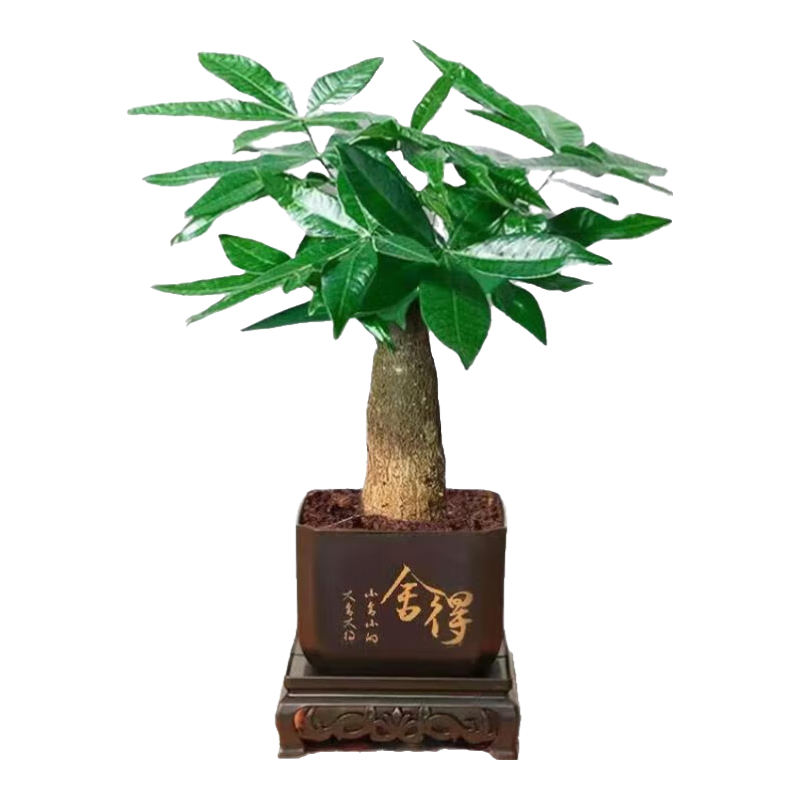 发财树盆栽 单杆发财树+塑料四方舍得盆+小方底座  4.5元