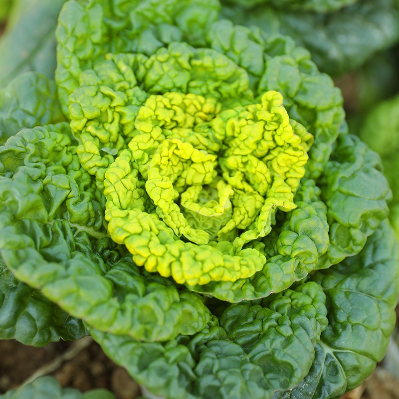 大禹黄心菜种子乌塌菜冬寒菜乌塔菜春季耐寒黄心白菜蔬菜籽 黄心