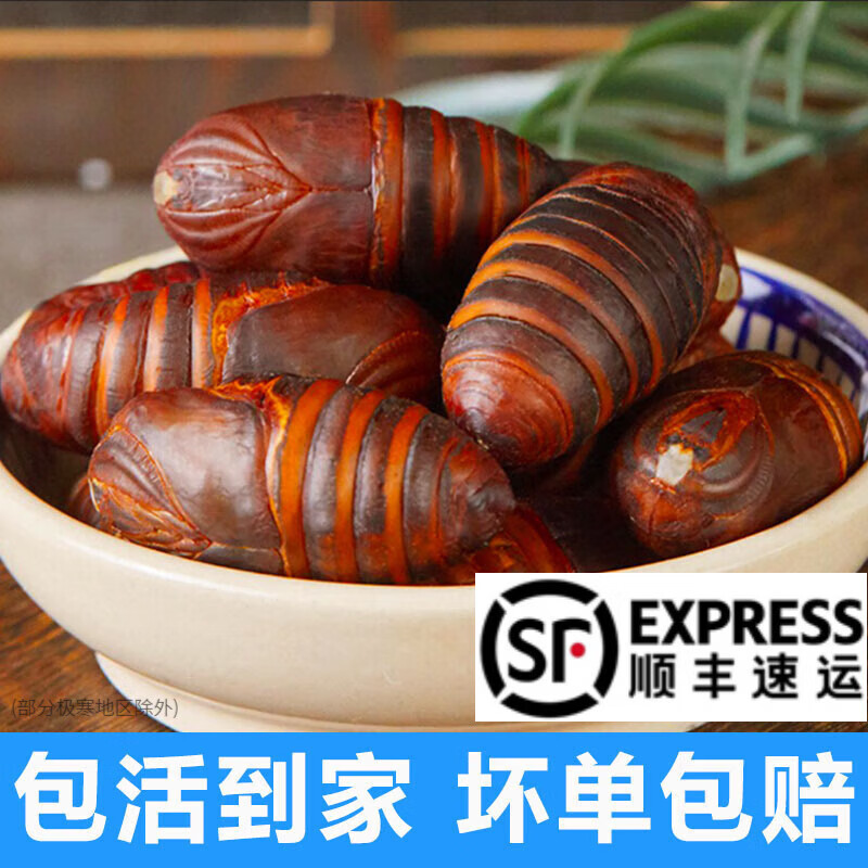 印禾年柞蚕蛹鲜活发货东北特产 新鲜茧蛹特级大黄蚕蛹黑蝉蛹活A级蚕蛹 25年新蛹 500g A级大二黄蛹（约45只左右）