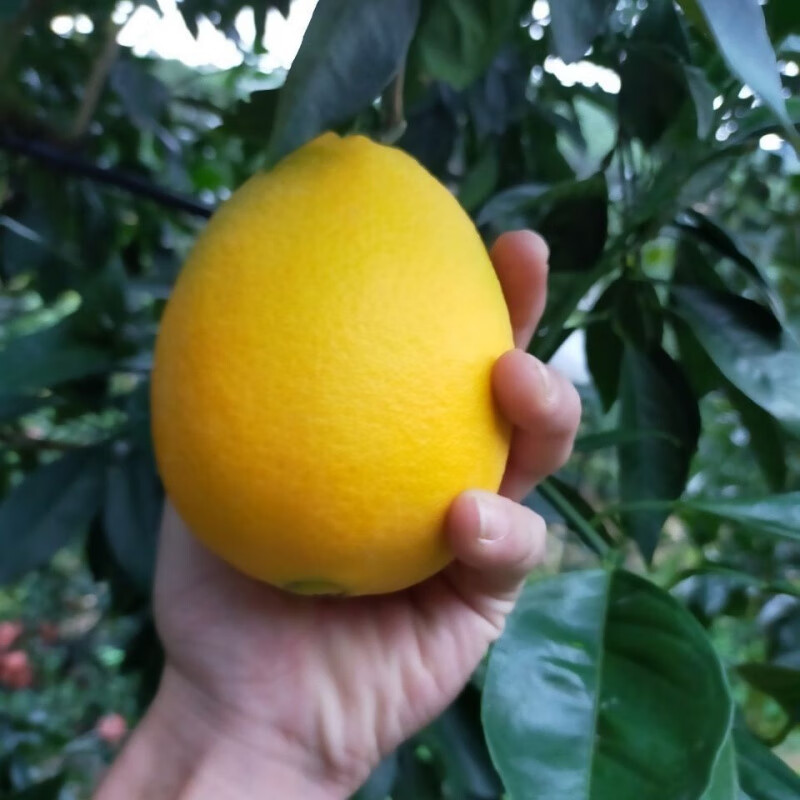 木瓜蜜丁橙柚子新鲜纯甜新鲜柑蜜橘桔果冻橙孕妇水果特级榨汁 木瓜蜜