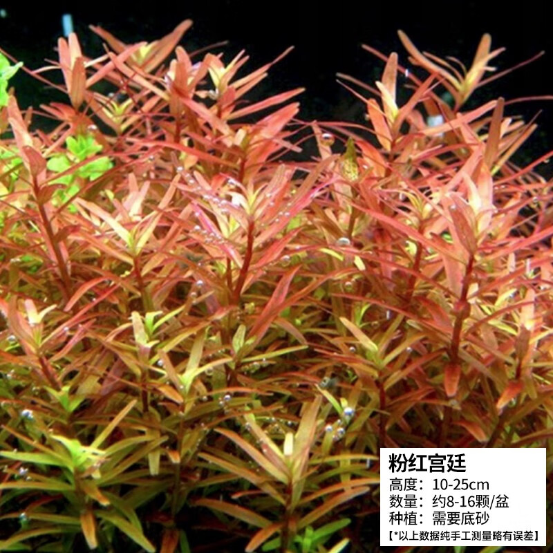 疯狂水草(fksc)活体鱼缸造景水草泥真水草种子草缸植物莫斯 粉红宫廷